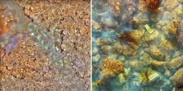 At left is a high-resolution photomosaic image of a healthy coral reef and, at right, a volcanically acidified, algae-dominated habitat at Maug Island, in the Commonwealth of the Northern Mariana Islands. 